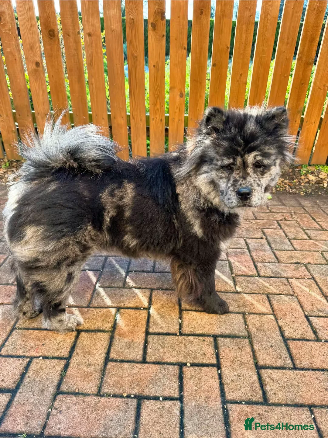 Chow Chow dogs for sale: 🩷 Rare World KC Merle Chow Chow Girl BLUU 🩷🐾  - Advert 1