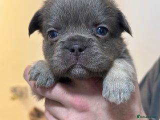 French Bulldog dogs French bull dogs - Advert 3