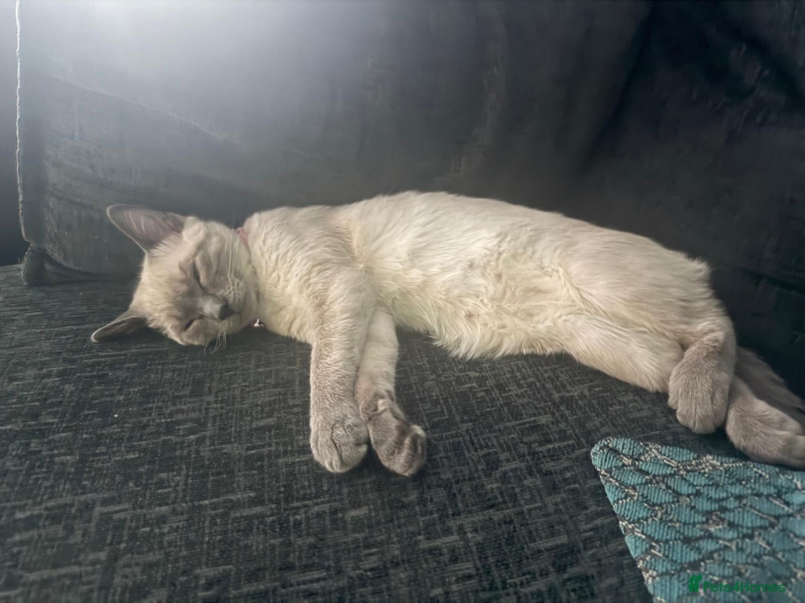 Mixed Breed cats 2 bonded kittens for sale - Advert 2