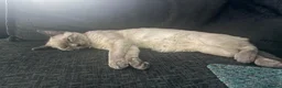 Mixed Breed cats for sale: 2 bonded kittens for sale in Stanley - Advert 1