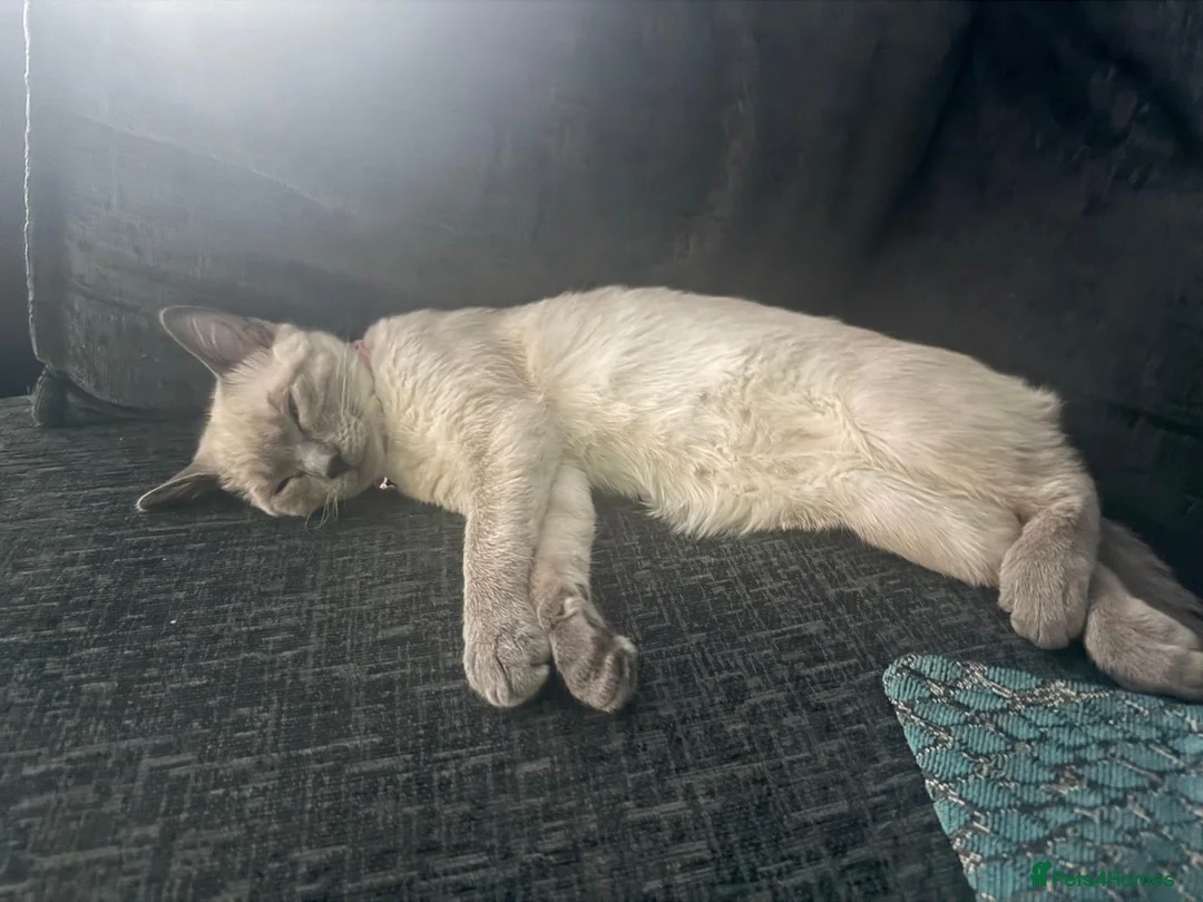 Mixed Breed cats for sale: 2 bonded kittens for sale in Stanley - Advert 1