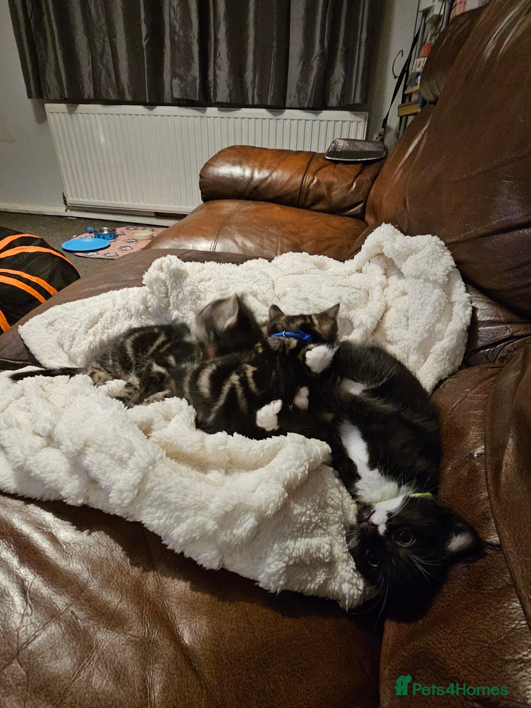 Mixed Breed cats for sale: Friendly Kittens. - Image 3