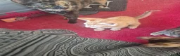 Mixed Breed cats for sale: Cute ginger kitten - Advert 9