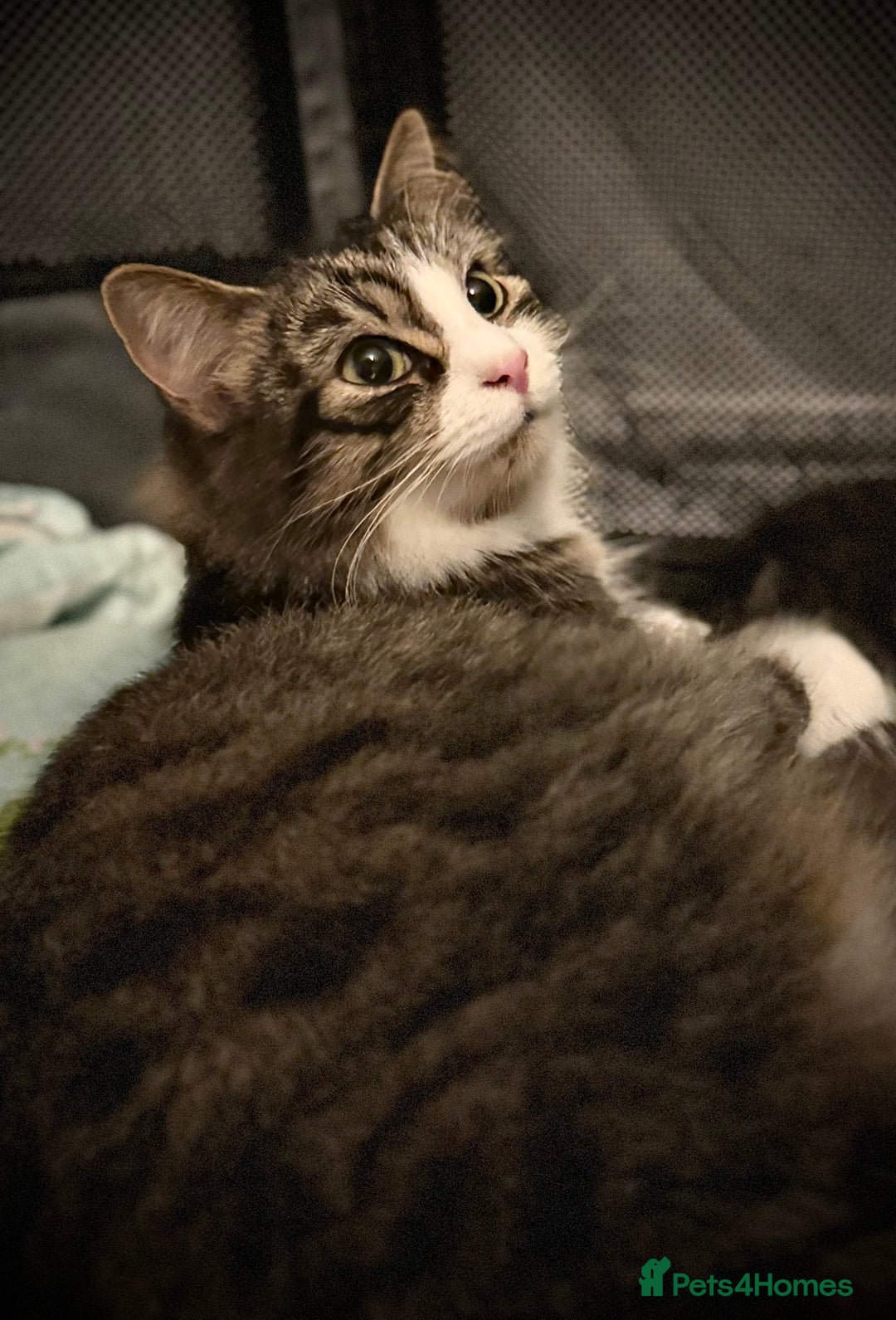 Ragdoll cats for sale: ✨ Exquisite Ragdoll-Bengal Baby Kittens ✨ - Advert 24