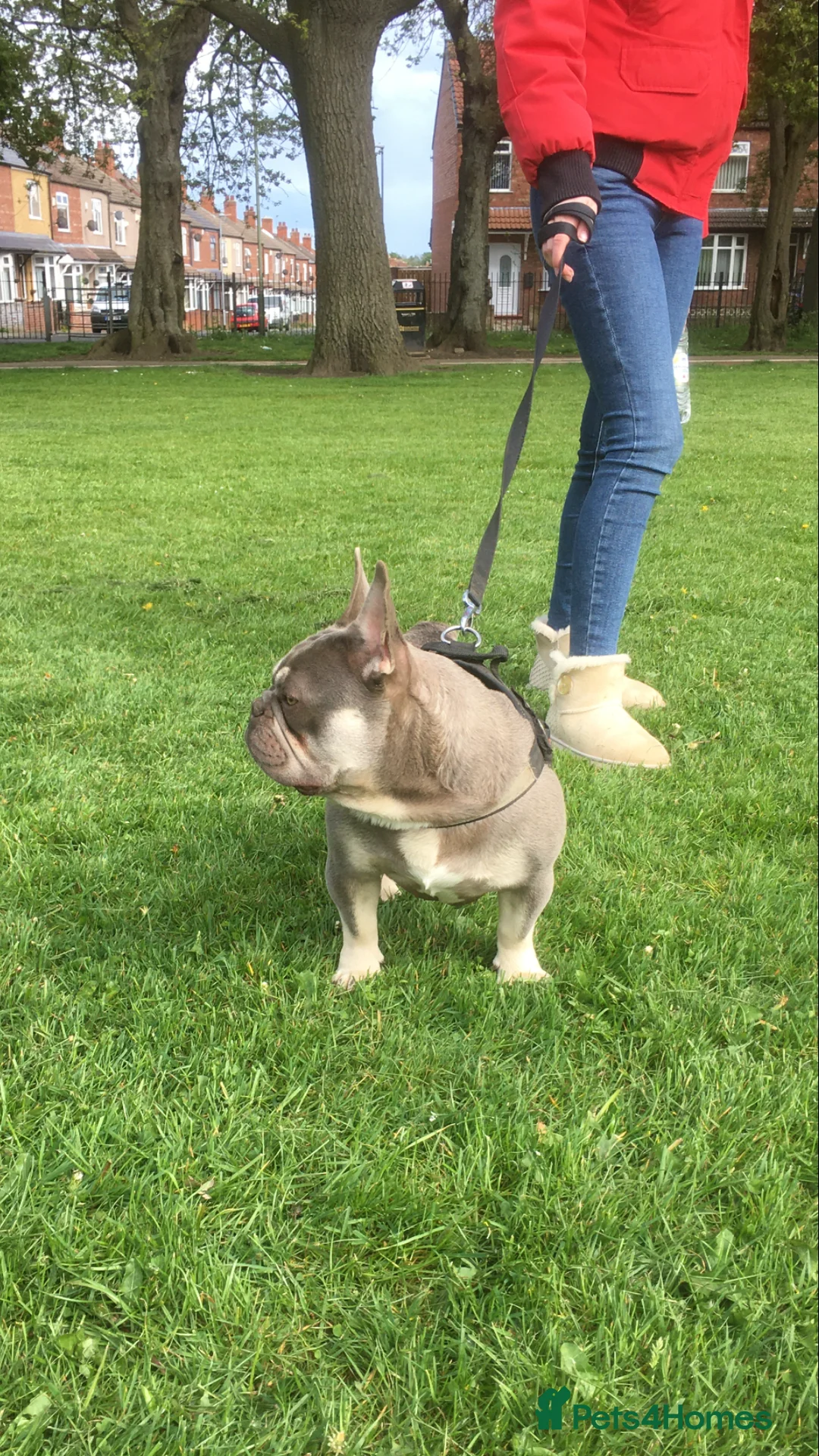 French Bulldog dogs for stud: R.F.G Graded 0-F.B.C.E Silver- B.V.A. Clear  in Darlington - Advert 3