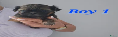 Boy 1