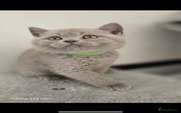 British Shorthair cats for sale: Top Quality GCCF British Shorthair Kittens!  - Image 7
