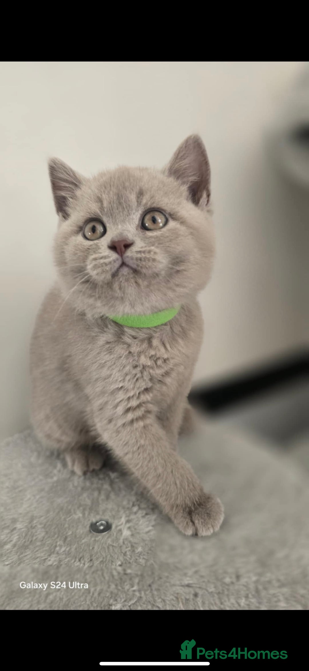 British Shorthair cats for sale: Top Quality GCCF British Shorthair Kittens!  - Image 7