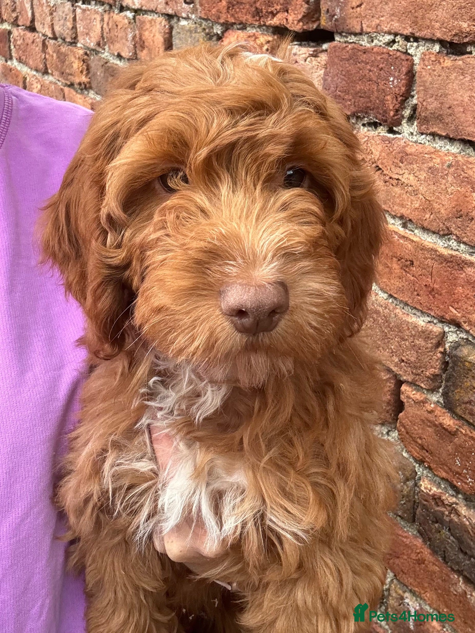 Cockapoo dogs Stunning Health Tested F1 Cockapoos KC parents  - Advert 4