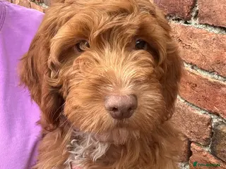 Cockapoo dogs Stunning Health Tested F1 Cockapoos KC parents - Advert 4