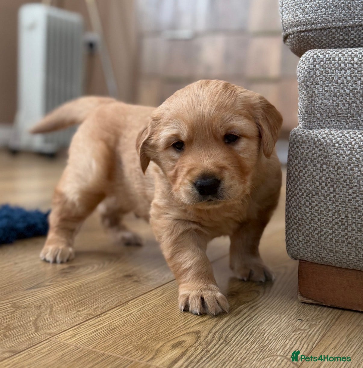 Golden Retriever dogs Stunning KC boy ready to leave soon  - Advert 1