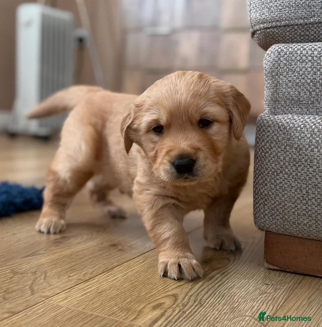 Golden Retriever dogs for sale: Stunning KC boy ready to leave soon  in Bishop Auckland - Advert 4