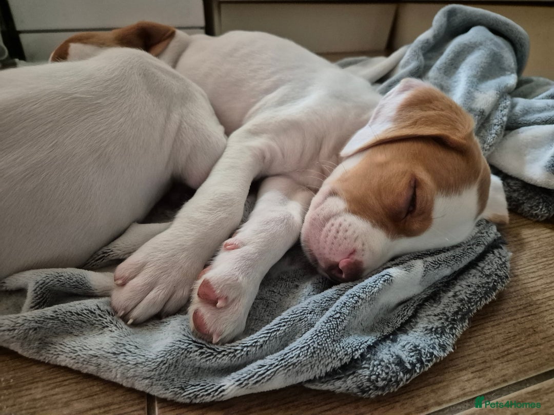 Mixed Breed dogs for sale: Mixed breed - Image 6