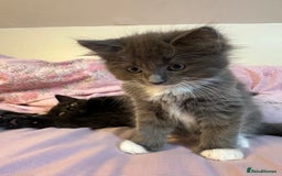 Ragdoll cats for sale: 2 male kittens (Half Ragdoll) - Image 4