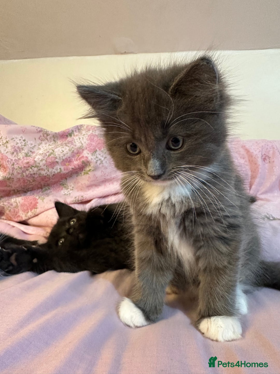 Ragdoll cats for sale: 2 male kittens (Half Ragdoll) - Image 4