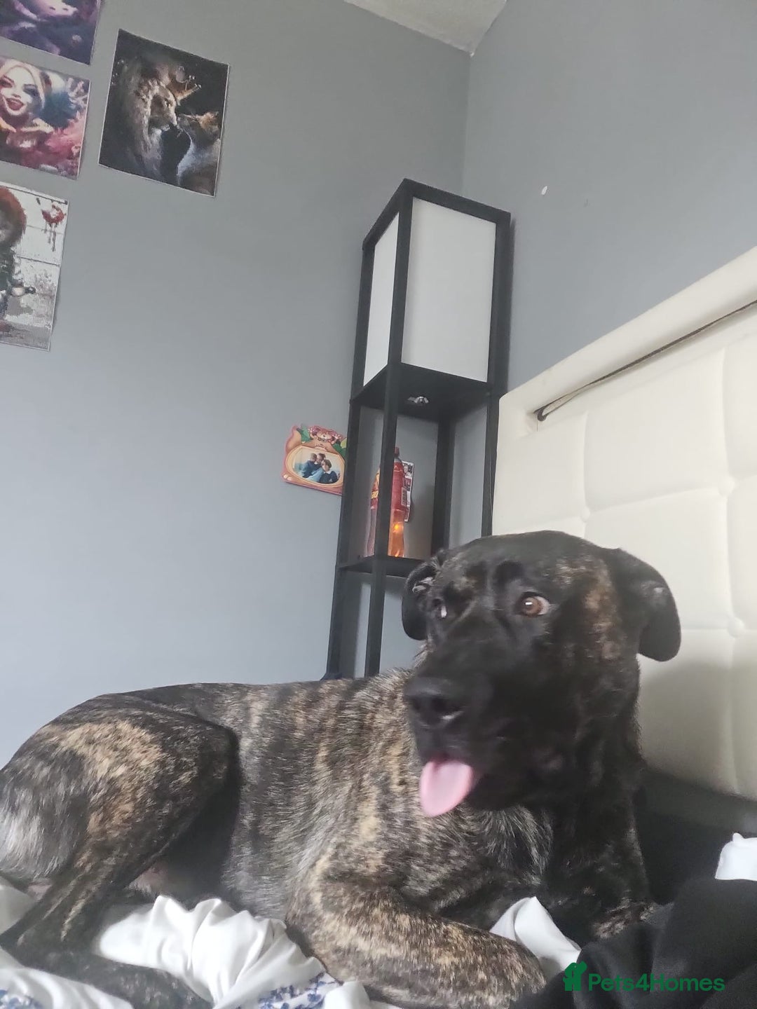 Mixed Breed dogs for sale: Clyde  - Image 3