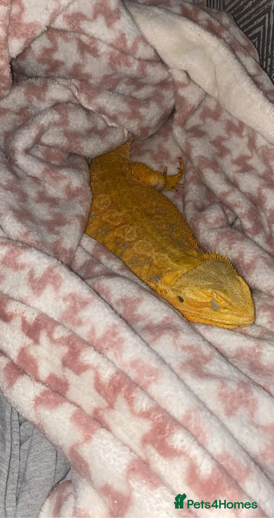 Bearded Dragon reptiles for sale: Bearded Dragon & set up  in Cardiff - Advert 2