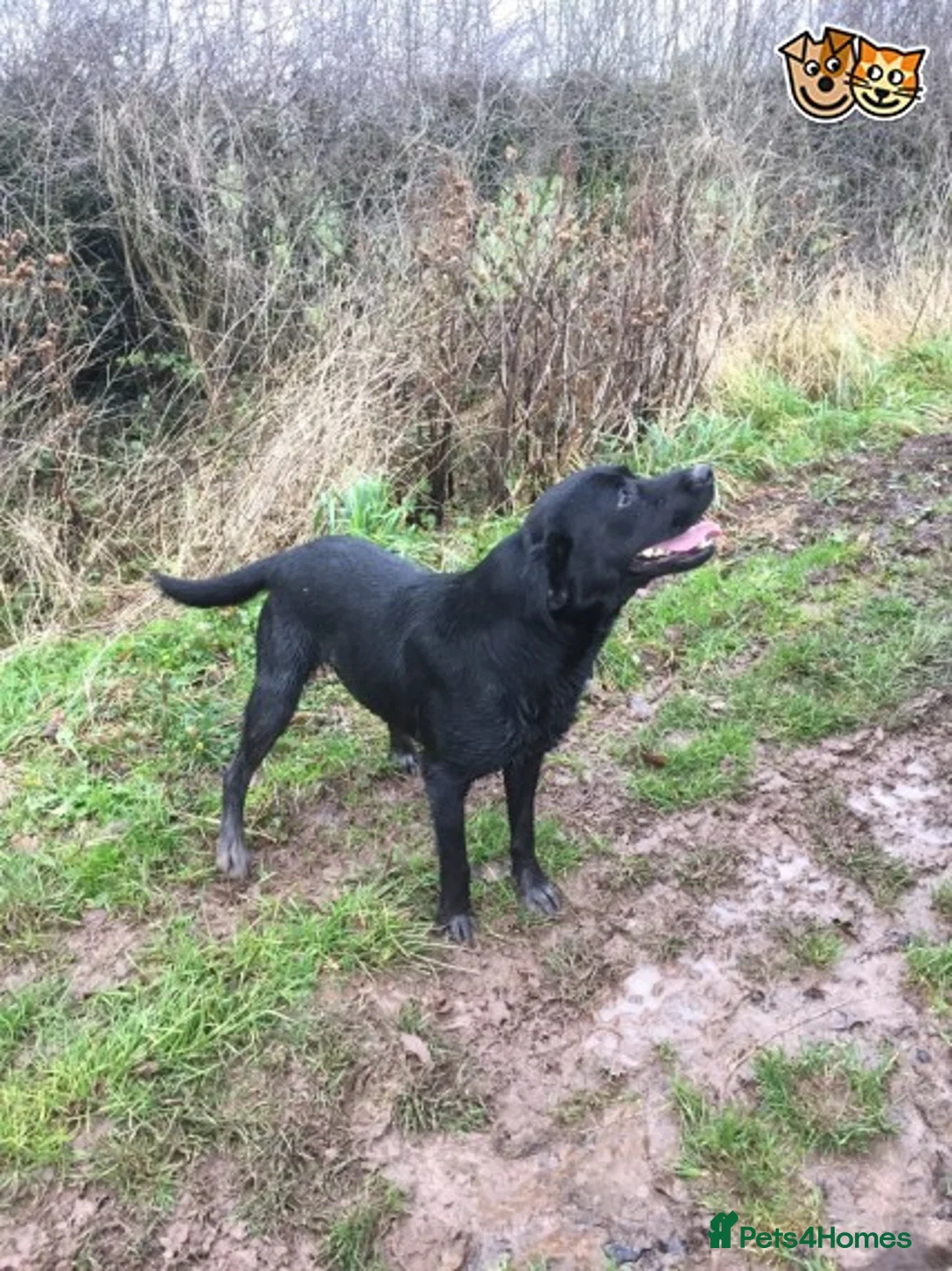 Labrador Retriever dogs for stud: Health Tested Working Labrador Retriever for stud in Burton-on-Trent - Advert 3