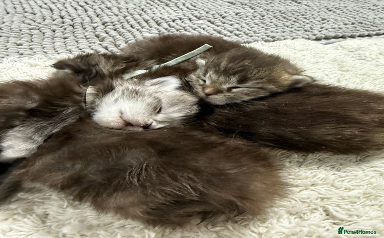 Maine Coon cats - Advert 13