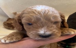 Cockapoo dogs for sale: F1 Cockapoo puppies, KC parents, health tested! - Image 1