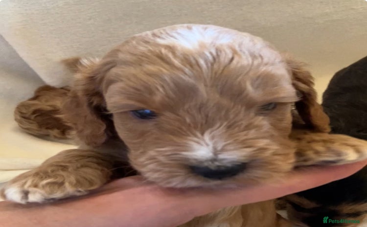 Cockapoo dogs - Advert 3