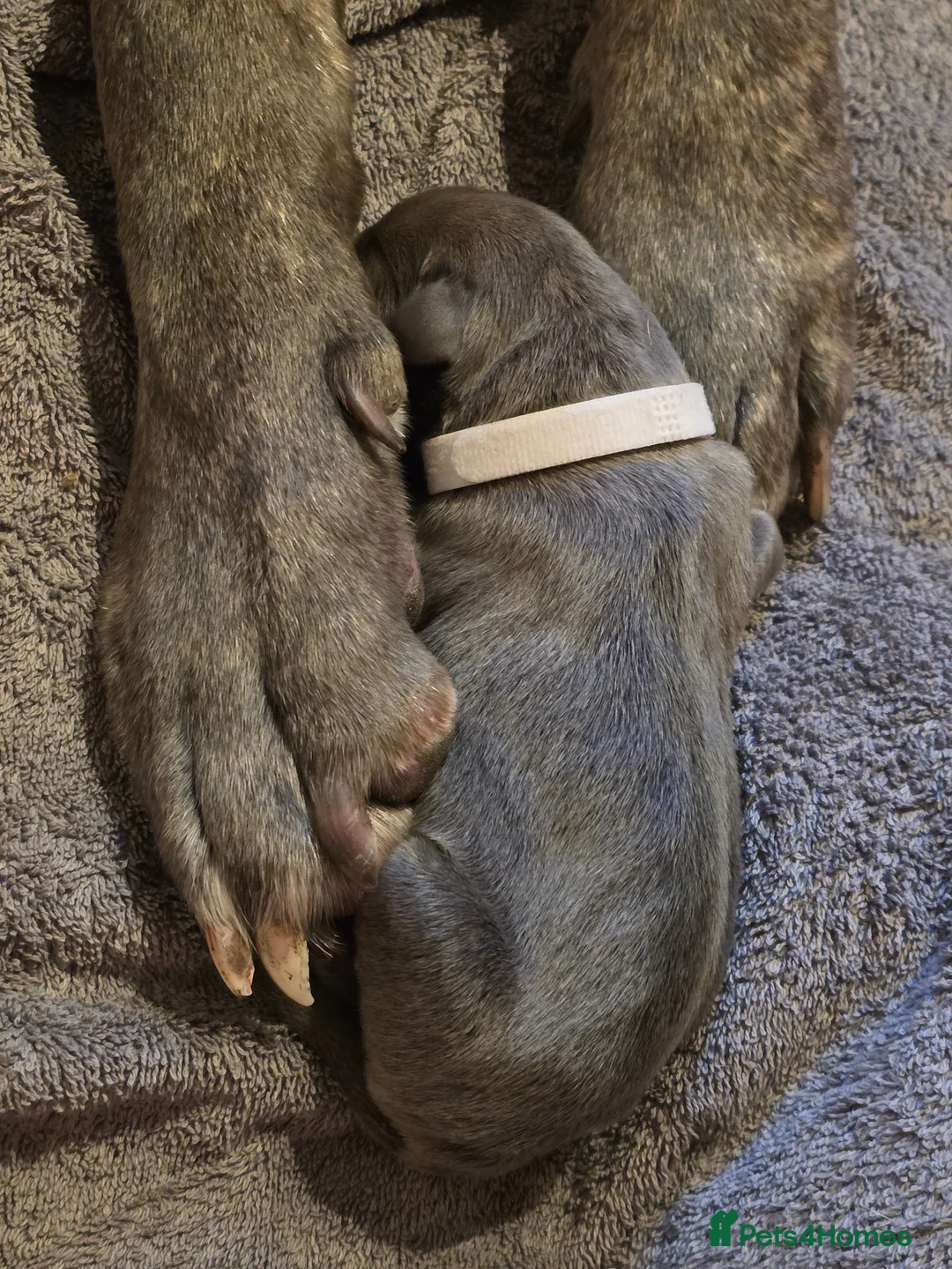 Cane Corso dogs for sale: Pure bred Cane Corsos championship pedigree in Derby - Advert 12