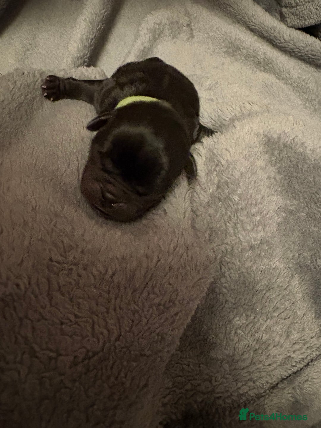 Pug dogs for sale: 6 stunning pugs for sale - Advert 9