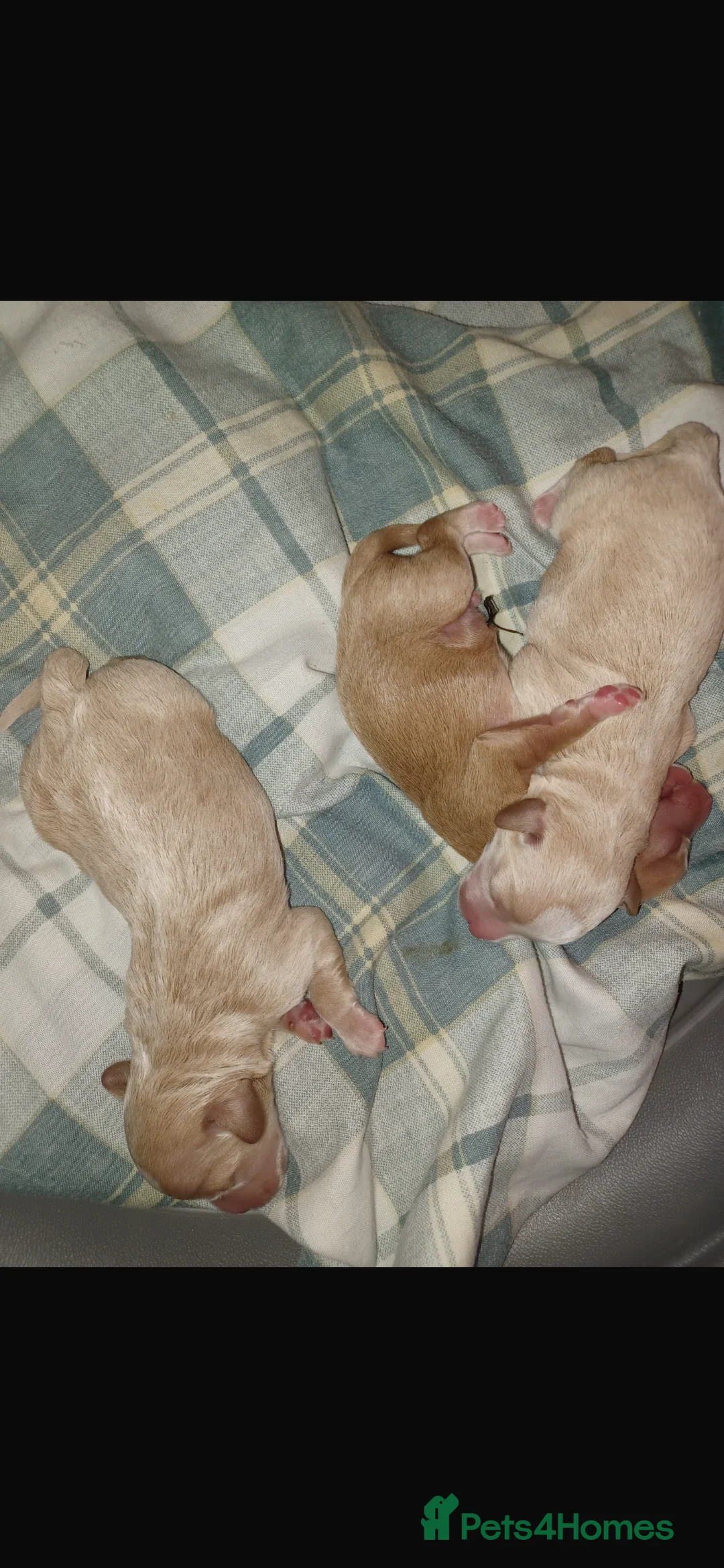 Miniature Poodle dogs for stud: Merlesque Top Gun mahogany mini poodle in Chorley - Advert 14