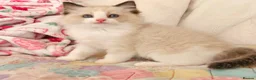 Ragdoll cats for sale: Stunning Ragdoll kittens 😸  - Advert 2