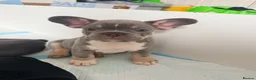 French Bulldog dogs for sale: French Bulldogs  - Advert 6