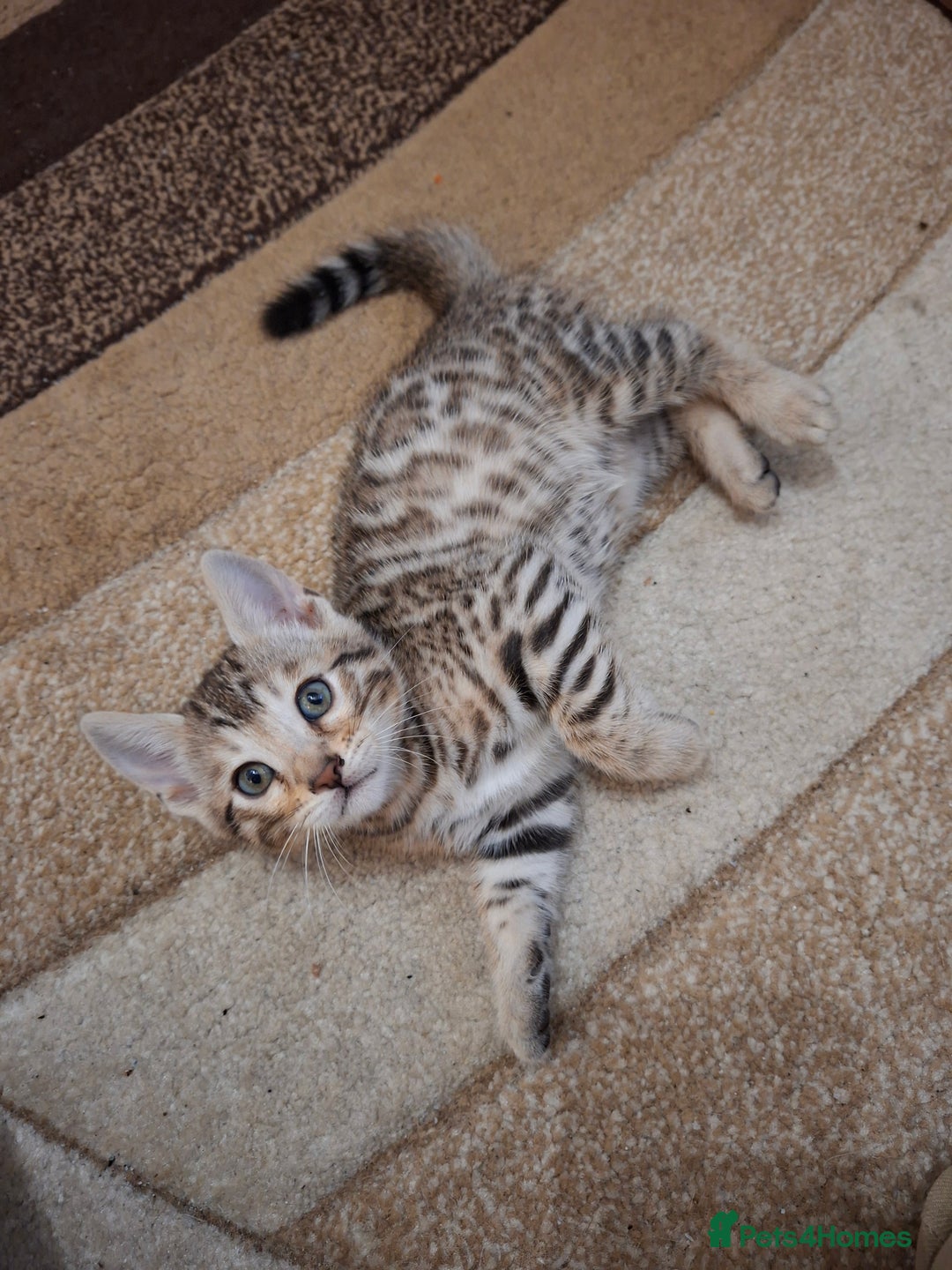 Bengal cats for sale: Four gorgeous Bengal kittens: snow, brown, silver - Advert 8