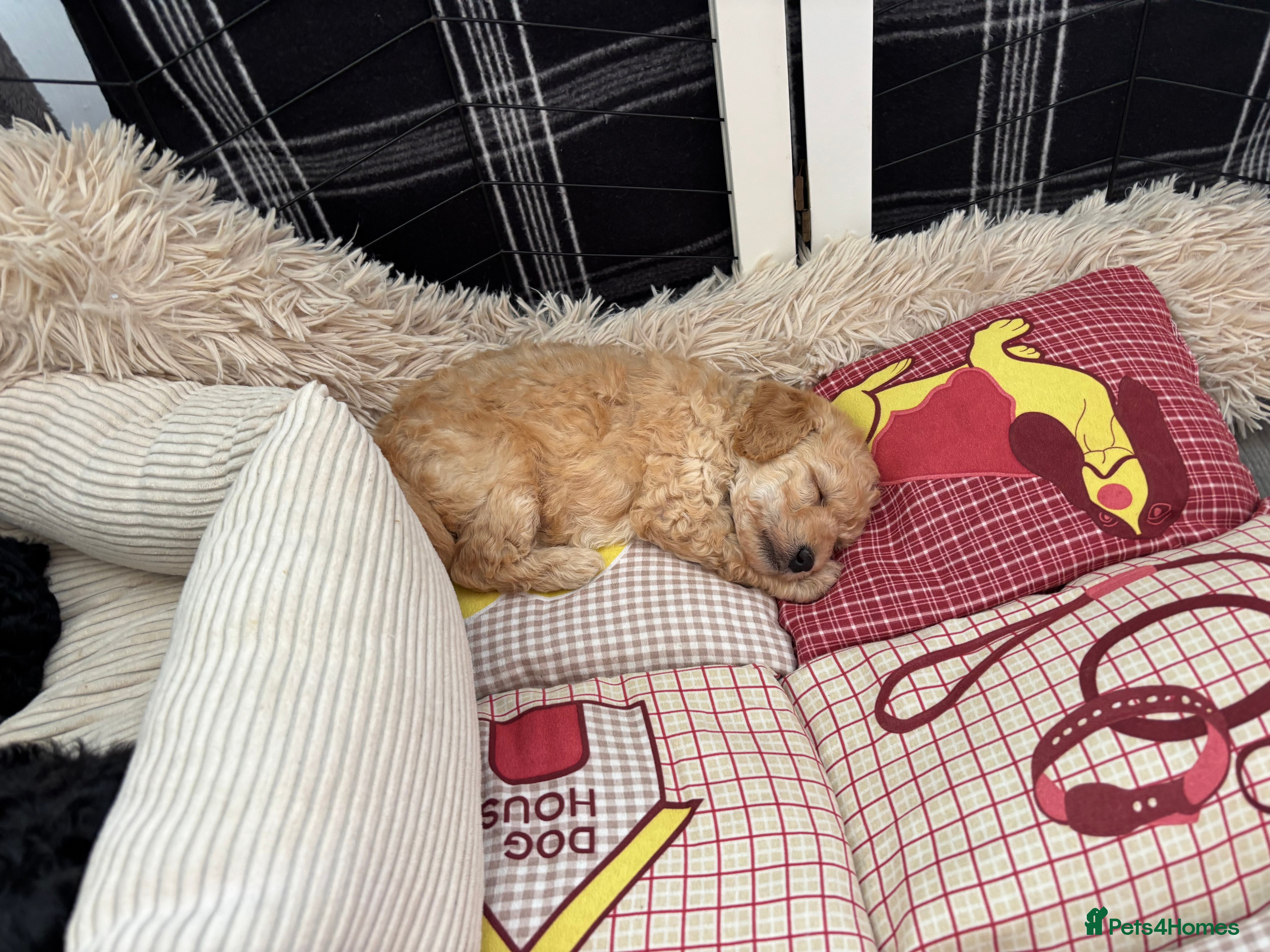 Miniature Poodle dogs Adorable kc reg miniature poodles - Advert 2