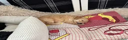 Miniature Poodle dogs for sale: Adorable kc reg miniature poodles - Advert 6