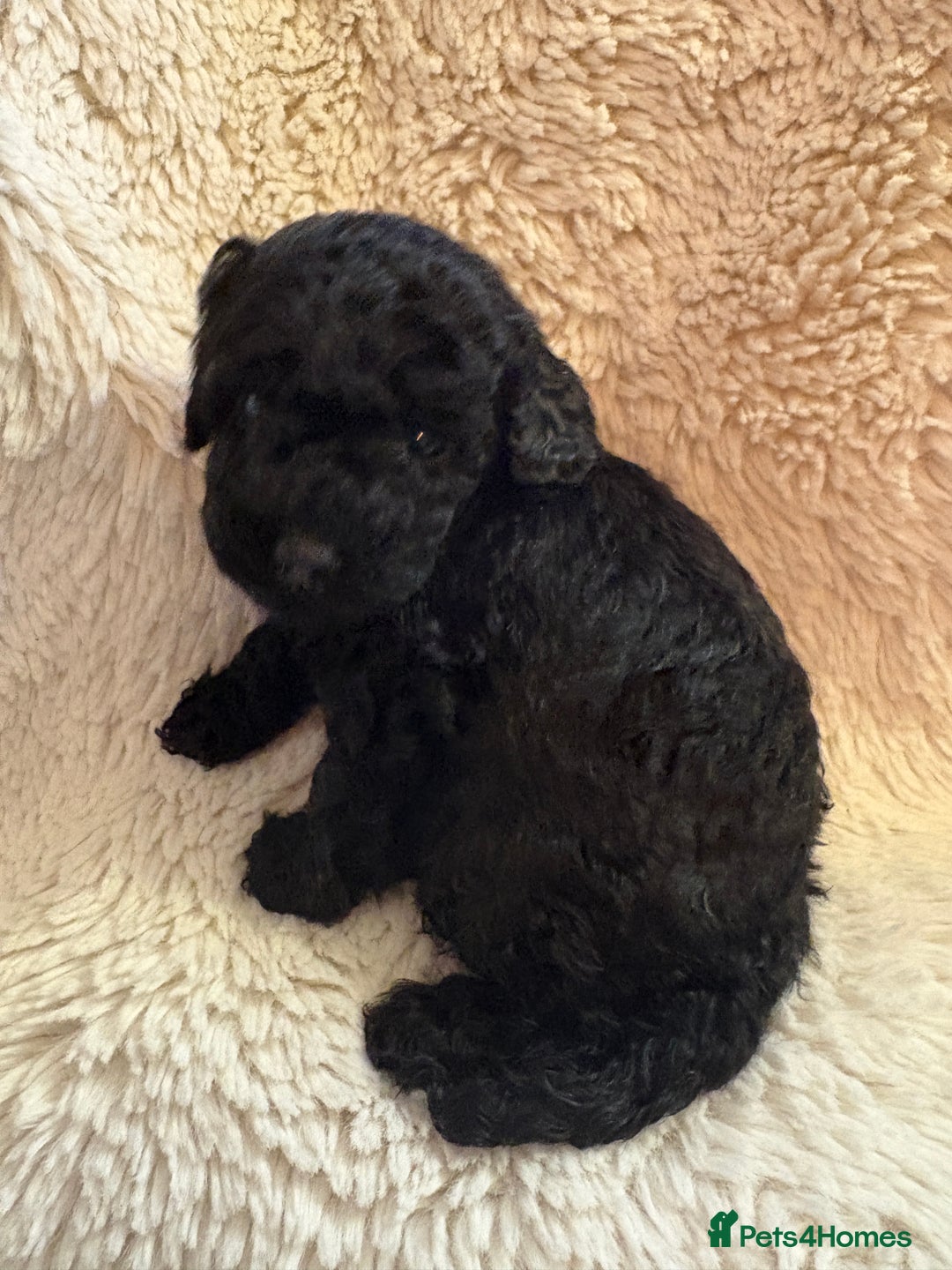 Cavapoo dogs for sale: Beautiful cavapoo puppies from a family home - Advert 23