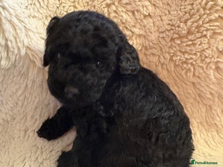 Cavapoo dogs Beautiful cavapoo puppies from a family home - Advert 4