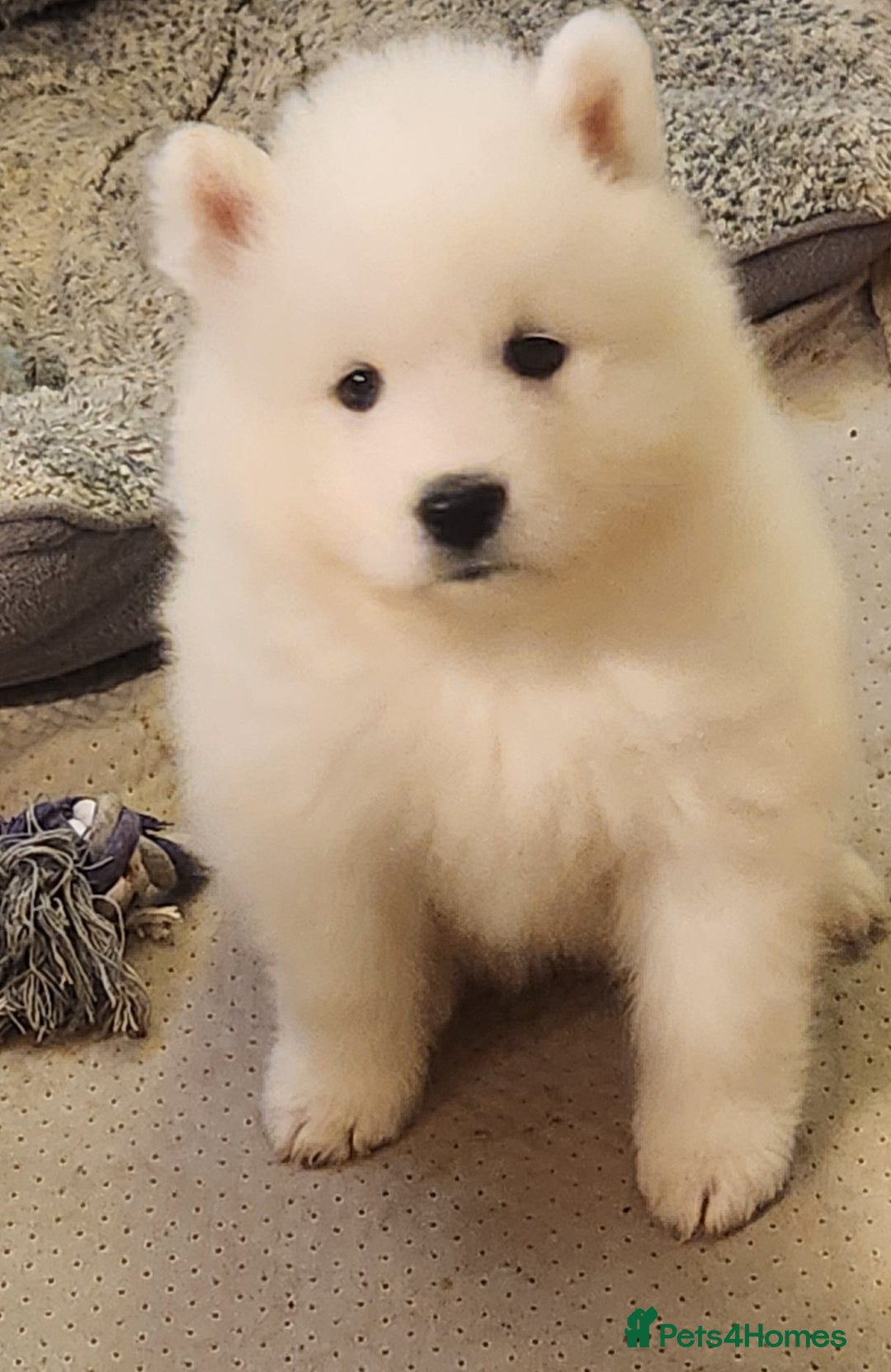 Samoyed dogs for sale: Female Chunky Pedigree Samoyeds Avaliable  - Advert 8