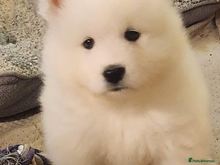 Samoyed dogs Outstanding Litter of Pedigree Samoyeds - Advert 4