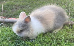 Lionhead rabbits for sale: Lion head  - Image 29