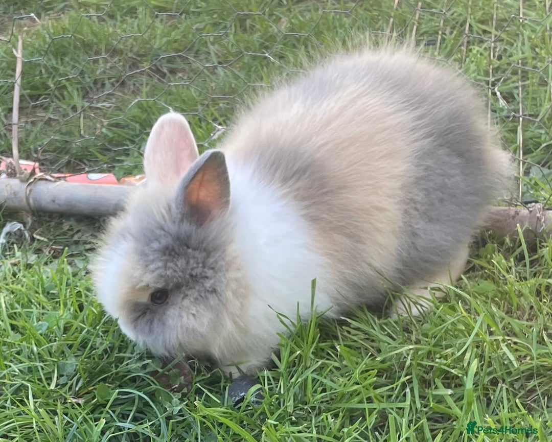 Lionhead rabbits for sale: Lion head  - Image 29
