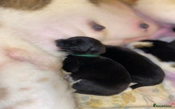 Akita dogs for sale: Beautiful American Akita Puppies  - Advert 28