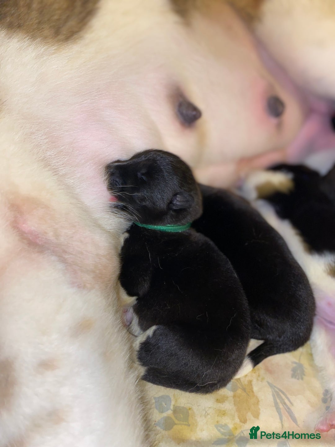 Akita dogs for sale: Beautiful American Akita Puppies  - Advert 28