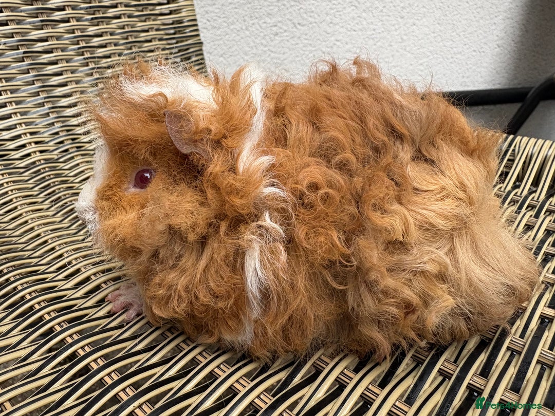 Guinea Pig rodents for sale:  Lunkarya boar  - Advert 1