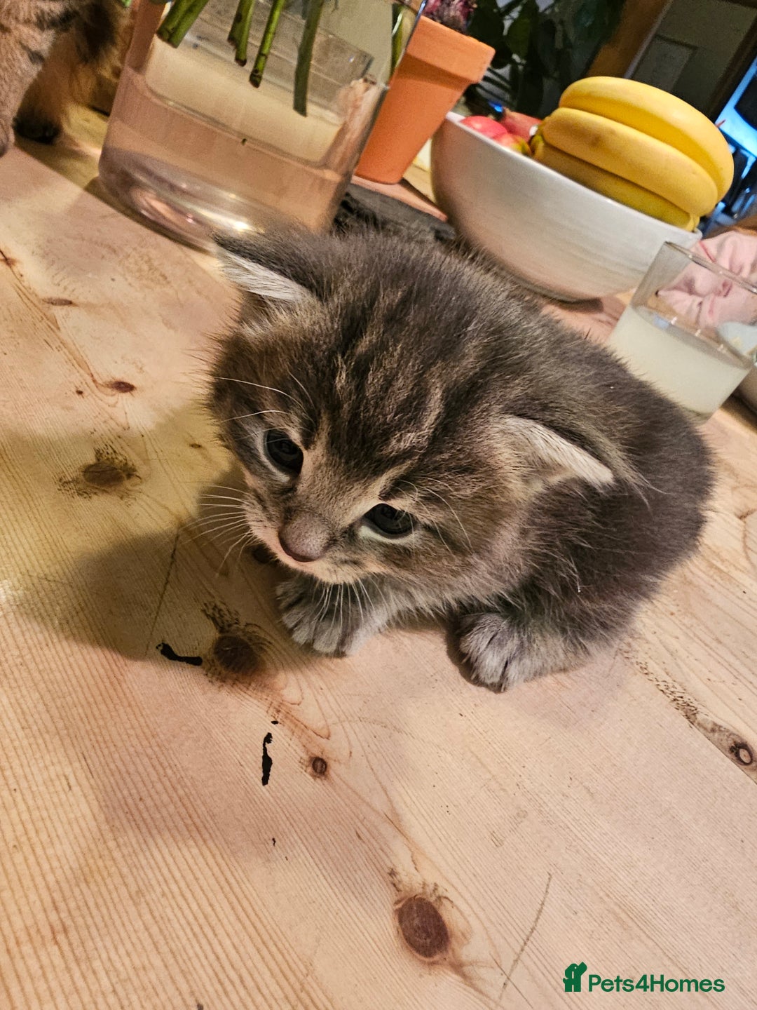 Mixed Breed cats for sale: Part Maine Coon - Advert 10