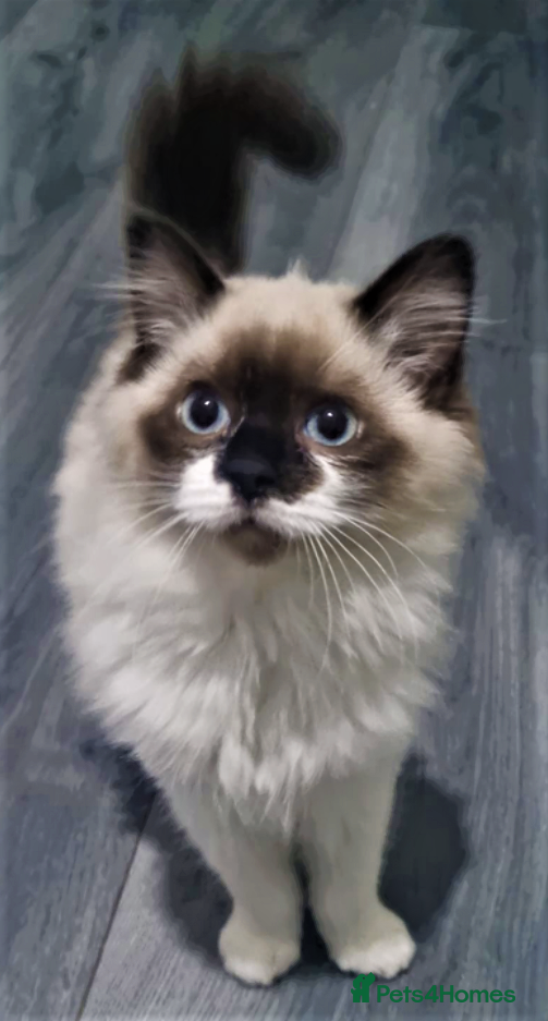Ragdoll cats Last Stunning Full Pedigree Ragdoll Baby Ready Now - Advert 3