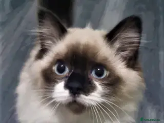Ragdoll cats Last Stunning Full Pedigree Ragdoll Baby Ready Now - Advert 3