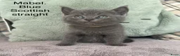 Scottish Fold cats for sale: Grey/blue Scottish straight - Advert 1