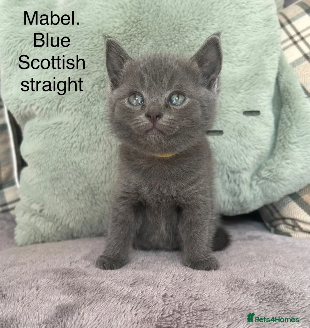 Scottish Fold cats for sale: Grey/blue Scottish straight - Advert 1