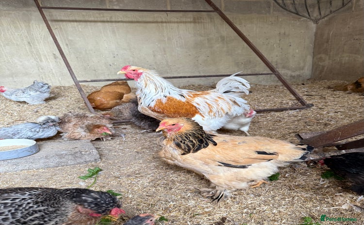 Chickens poultry - Advert 9