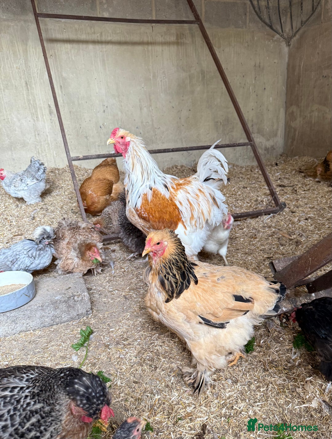 Chickens poultry for sale: Brahmas and bantams - Image 1