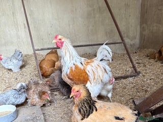 Chickens poultry - Advert 2